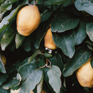 Organic Mango