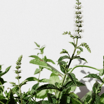 Organic Mint