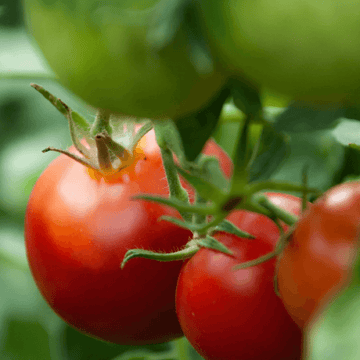 Organic Grape Tomatoes